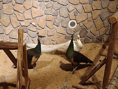 -绿色星球动物主题公园