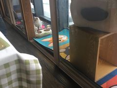 -吉丁鸟咖·异宠·寄养