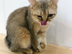 -李小姐の猫咖啡馆(五角场店)