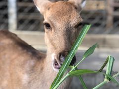 -鹿境梅花鹿生态园区