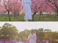 -天适樱花悠乐园