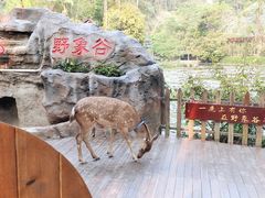 -野象谷景区