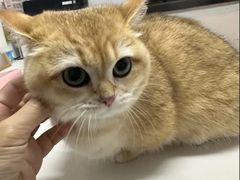 -御宝贝·A梦猫科宠物医院(国际猫友好医院)