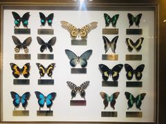 -上海昆虫博物馆