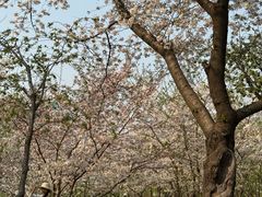 -西北湖绿化广场