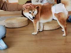 -南京Hallo宠物乐园·哈罗犬舍·柴犬繁育基地