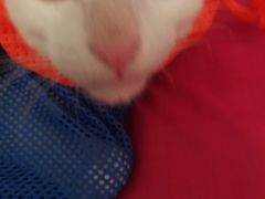 -伟伟宠物医院·CT影像中心·瑞派犬猫综合性门诊(汉口总院)