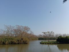 -大湾区中央湿地公园