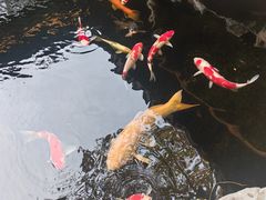 -鲤院·新中式美学·庭院餐厅(夫子庙店)