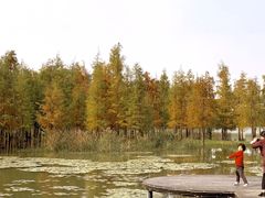 -白鹭湾湿地公园