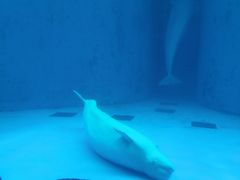 -海合安成都极地海洋公园