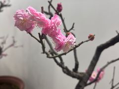 -石家庄市植物园