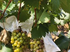 -马陆小张葡萄园农家乐