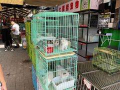 -中环花鸟鱼虫市场