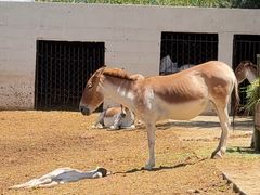 -青藏高原野生动物园