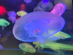 -太平洋海底世界