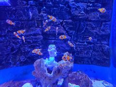 -一米鸡肉创意韩餐(五山店)