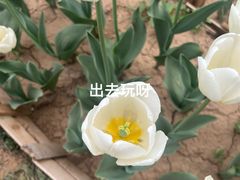 -洛阳郁金香牡丹园