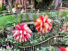 -正佳雨林生态植物园