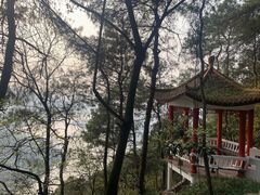 -铁山坪森林公园