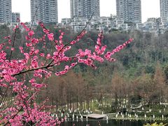 -重庆彩云湖湿地公园