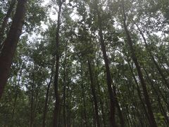 -合肥滨湖国家森林公园