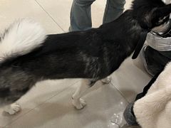 -共舞时光猫咖·狗咖(新街口店)