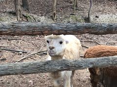 -清迈夜间动物园