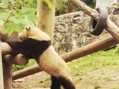 -都江堰中华大熊猫苑