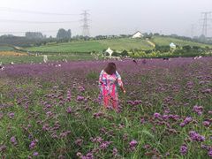-紫颐香薰山谷景区