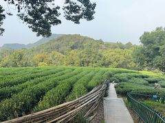-西湖风景区十里琅珰-五云山