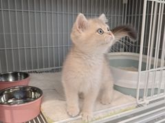 -翊宠yipet猫狗购宠庄园犬舍•猫舍