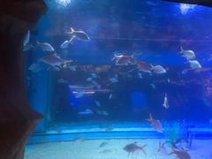 -芜湖新华联大白鲸海洋公园