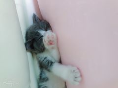 -喵zoo家庭繁育猫舍(尖东智能花园店)