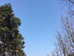 -铁山坪森林公园