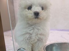 -翊宠yipet猫狗购宠庄园犬舍•猫舍