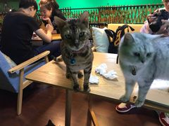 -李小姐の猫咖啡馆(五角场店)