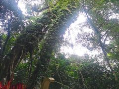 -七仙岭温泉国家森林公园