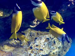 -福州罗源湾海洋世界旅游区