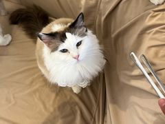 -怪兽屋·羊驼·猫咖·狗咖(俊华广场店)