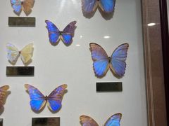 -上海昆虫博物馆