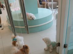 -怪兽屋·羊驼·猫咖·狗咖(俊华广场店)