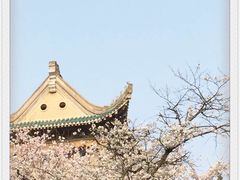 -武汉大学-樱园