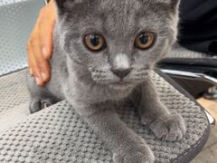 -四月宠物医院·猫专科·心脏专科·内科(转塘店)