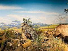 -陕西自然博物馆