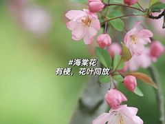 -梅花山(明孝陵内)
