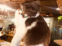 -共舞时光猫咖·狗咖(新街口店)