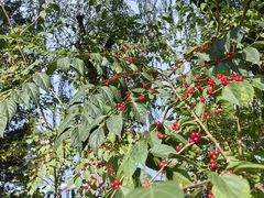 -朝阳公园游乐园