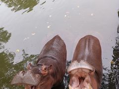 -海南热带野生动植物园