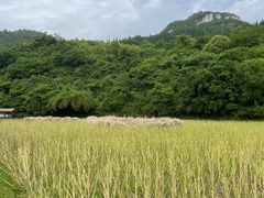 -贵阳市花溪国家城市湿地公园